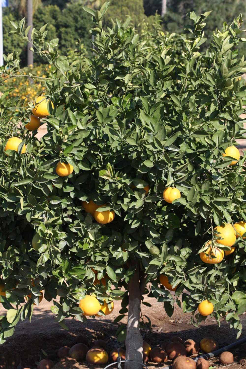              Habit (Riverside, CA)       